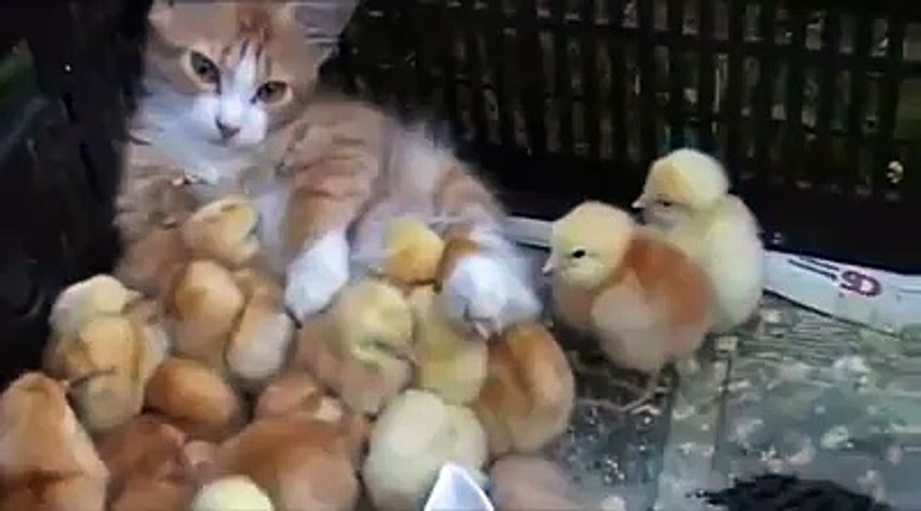 amitié chaton poussin