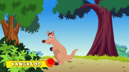 Animal Facts in Hindi - Kangaroo