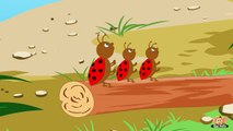 Animal Facts in Hindi - Lady Bug