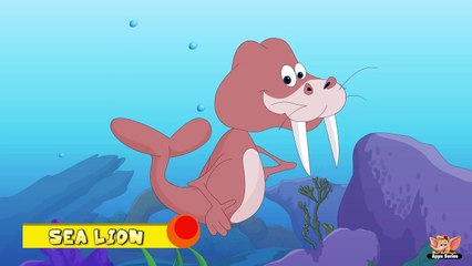 Animal Facts in Hindi - Sea Lion