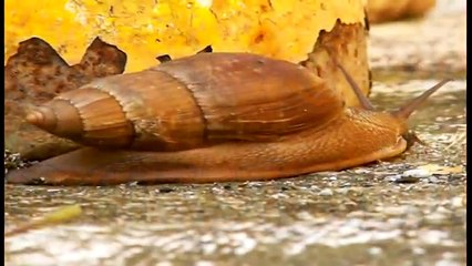 Caracol Caracol