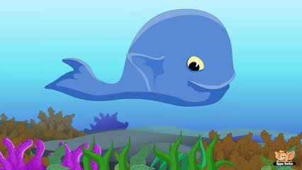 Animal Facts in Hindi - Blue Whale