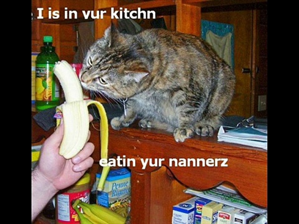 Hungry LOL cats