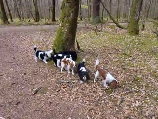 Petite meute en forêt