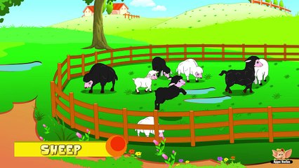 Animal Facts in Hindi - Sheep