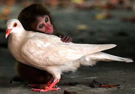 Удивительная дружба животных