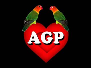 Agapornis: 11 datos de la banda juvenil argentina de cumbia que viene a Perú