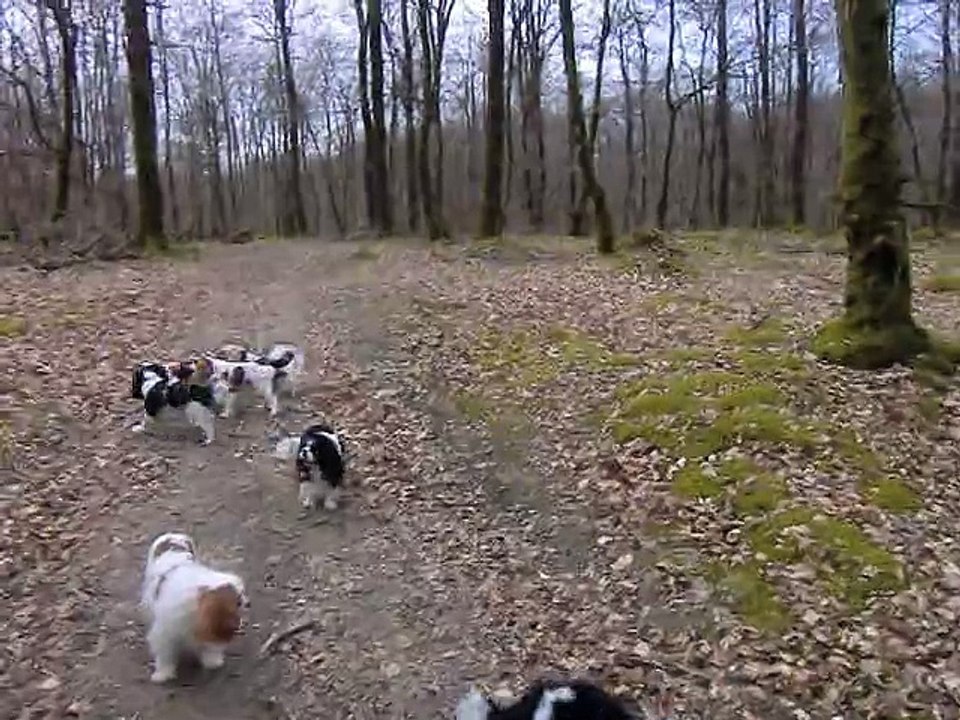 Jeux en forêt