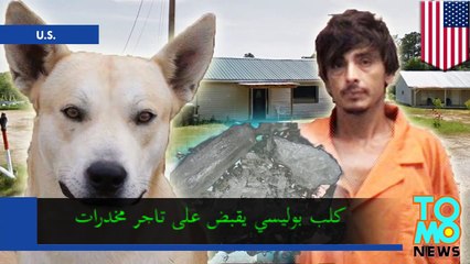 رجل يتعاطي الميثان تقبض عليه الشرطة بفضل كلب بوليسي