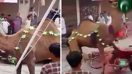 باكستانيون يضحون بجمل بمناسبة عيد الأضحى إلا أن الأمور لم تسير على مايرام