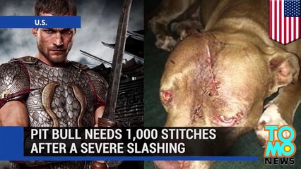 الجرو سباتاكوس بحاجة إلى 1000قطبة بعد أن حاول مختل ذبحه