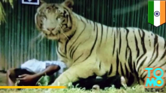 فيديو يظهر رجلاً قفز داخل قفص نمر أبيض في نيودلهي فمزقه الأخير إرباً