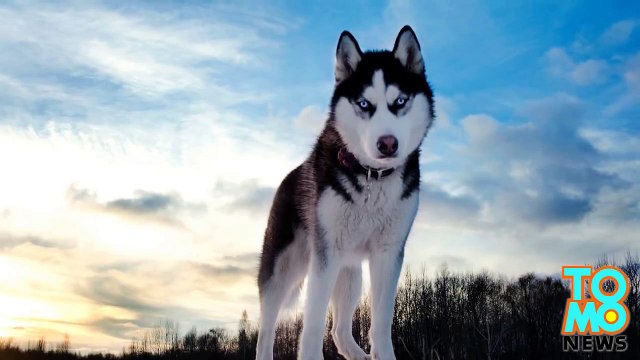 شرطي من تكساس ينقذ كلباً وقع في الماء