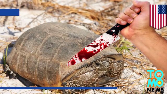 اعتقال رجل من فلوريدا بتهمة قتل والتهام سلاحف مهددة بالانقراض