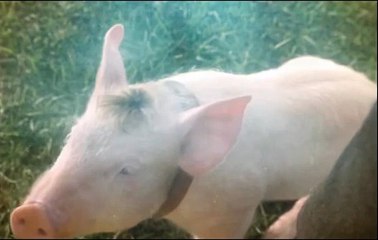 خنازير كاملة معلبة ومغلفة في مراكز اليابان التجارية