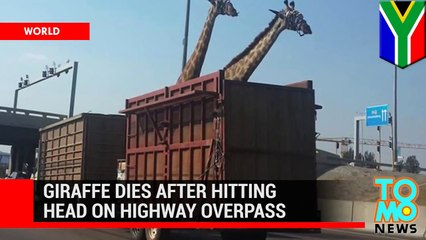زرافة تموت بعد ارتطام رأسها بجسر مروري