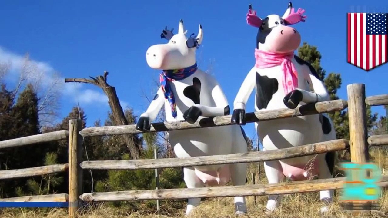 سيدة ثملة تقود سيارتها برفقة طفلها وتصدم بقرتان