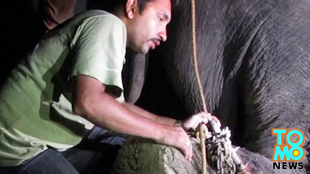 الفيل التعيس راجو حر لأول مرة بعد 50 سنة