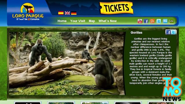 رجل متنكر بزي غوريللا يتلقى حقنة مخدر حيوانات عن طريق الخطأ