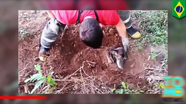 رجال الإطفاء ينقذون أنثى كلب دفنت حية ليومين