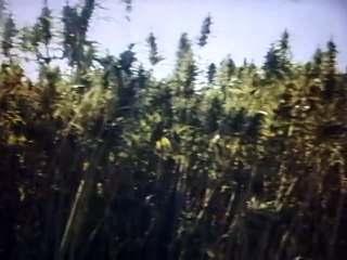 Братство любви