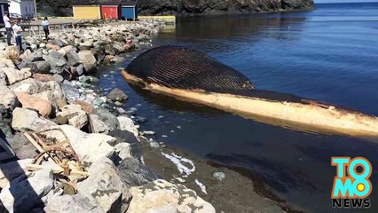 حوت ميت يوشك على الانفجار يقلق مدينة كندية