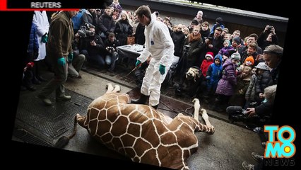 حيقة حيوان دانماركية تعدم عائلة أسود على خلفية مقتل زرافة