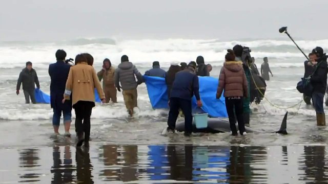 150 delfines varados en Japón