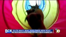 Elite Navy SEAL dog finds new role in San Diego