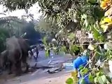 Elephant Attack and Damaging Things in Kerala 2015 | Indian Shocking Videos