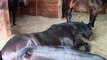 Funny Horses Farting and Snoring
