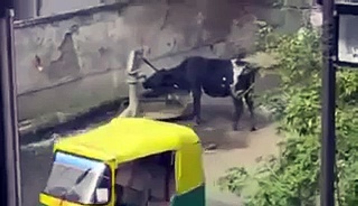 Cow Dinking Water By Herself Video