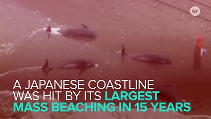 What Happened To Make 150 Dolphins Beach Themselves In Japan?