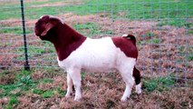 MAX Boer Goats UNLEASH THE FIRE ~ SOLD