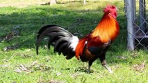 Kong's Southeast Asian/Laos Strain Red Junglefowl Stags