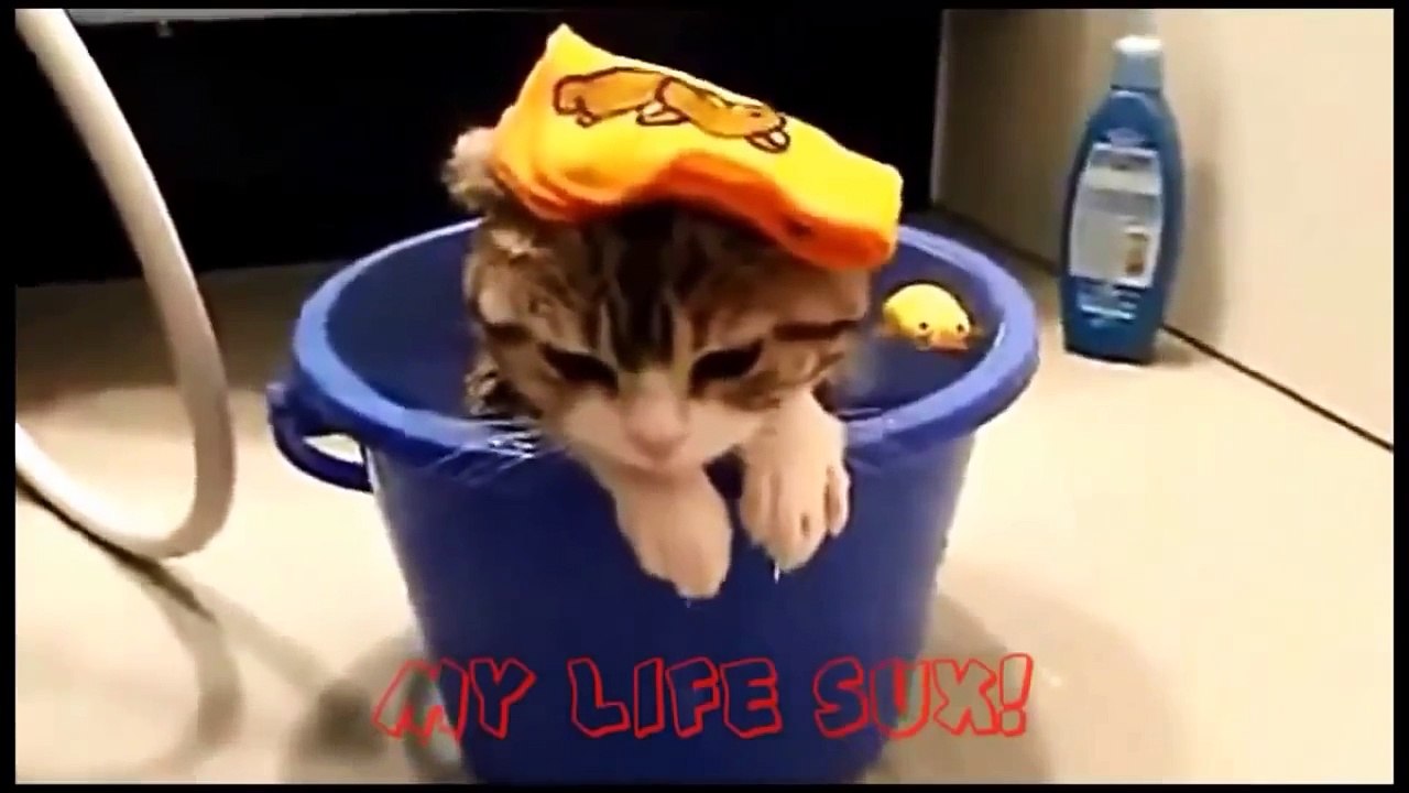 Best Funny Cats Vines compilation! Part 1