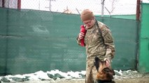 Bomb Sniffing Dogs In Afghanistan - Mine Detecting Dogs - Bagram Air Base