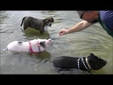 Mini Pigs at the Dog Beach Begging for Food (Prissy and Bomber Show)