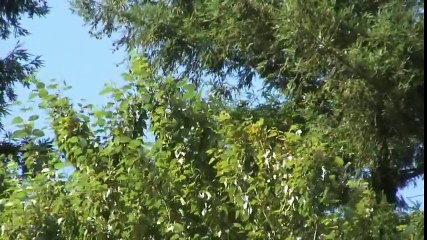 Wisdom of The Elohim — Part 5 12  Knowledge and Meaning