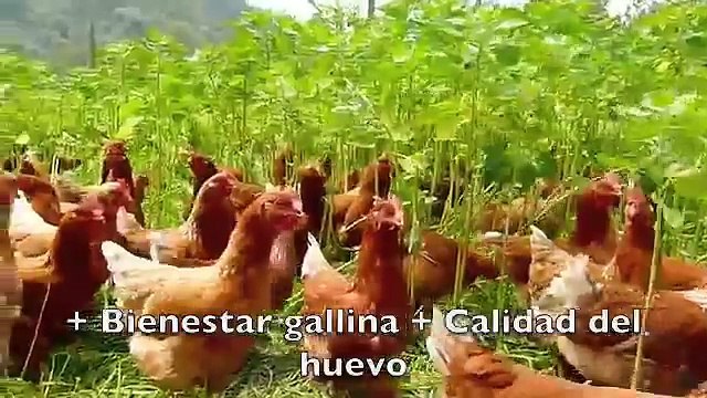 Proyecto Gallinas felices, ecológicas y sanas - Bienestar avícola - Fundases