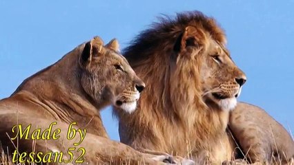 Born Free - Matt Monro ...