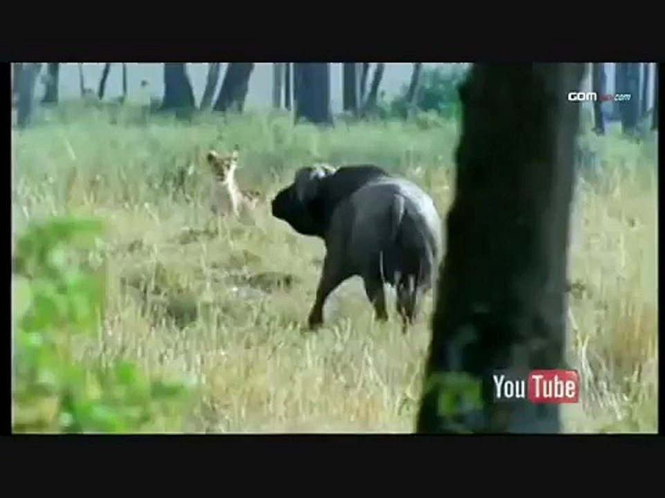 Buffalo vs Lion Pride, buffalo chases Lions up trees, and has them screaming for mercy.