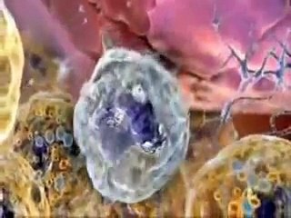 CICLO CELULAR, MITOSIS