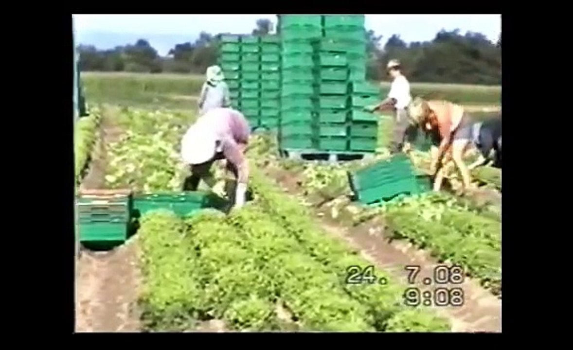 Récolte été 2008, Hmoob lub suab tsaaj khua sab