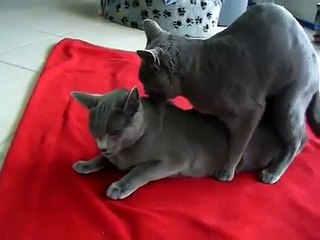 RELACIONES DE GATOS ROMANTICOS!!! miren el final que gracioso!!