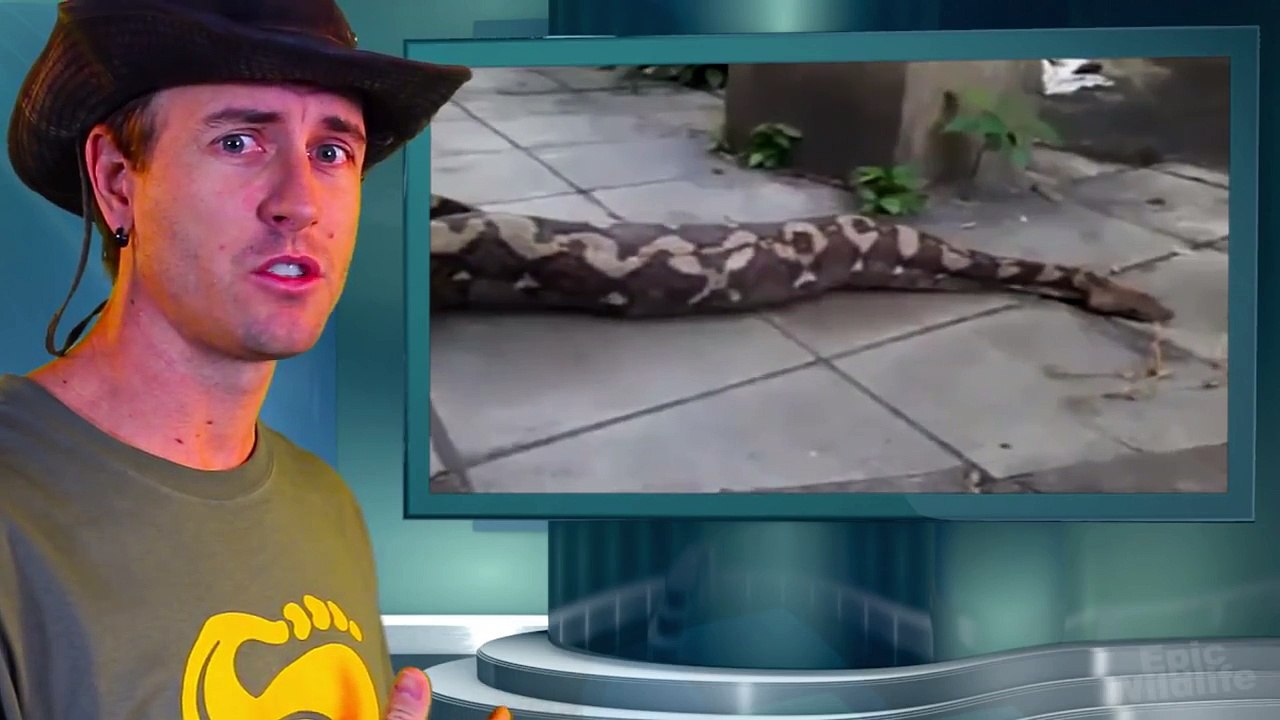 Python Regurgitates Big Dog in Bangkok