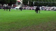 Dublin Horse Show RID Stallion Class RDS 2009