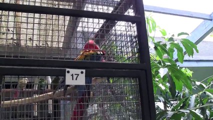 Magnolia Bird Farm Aviary Tour