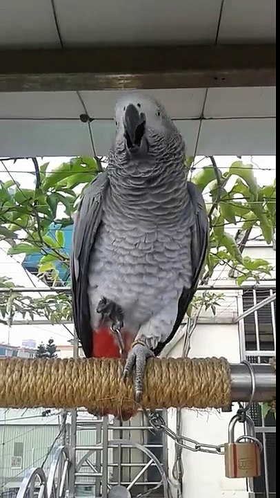 Cute Parrot