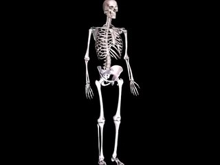 Human Skeleton 3D Animation